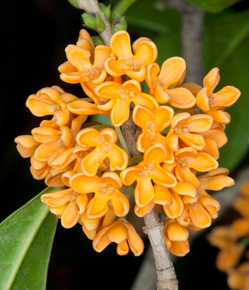 Osmanthus fragrans var. aurantiacus asombra con espléndidas corolas naranja © Mazza
