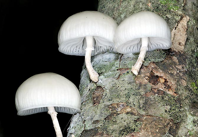 El Oudemansiella mucida crece sobre las ramas del haya con sombreros de 2-6 cm © Giuseppe Mazza