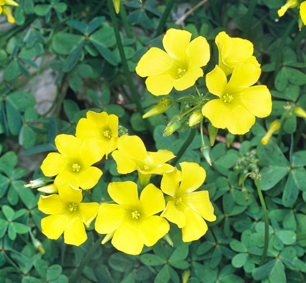 The Oxalis pes-caprae is decorative, rich in vitamin C, but harassing © Giuseppe Mazza