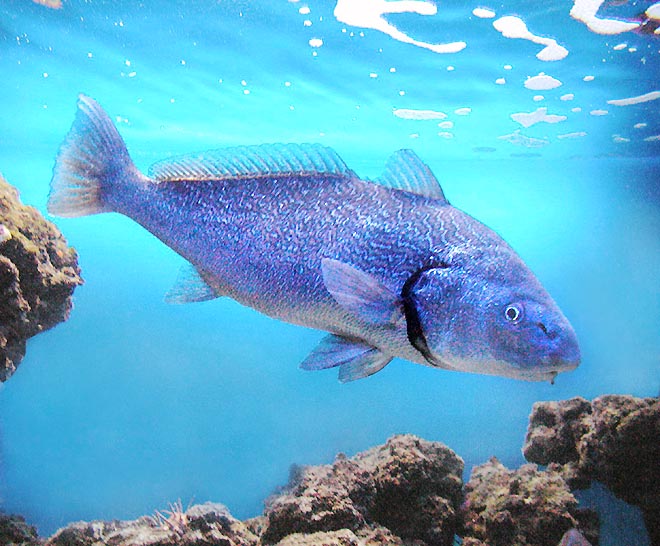 L'Ombrina (Umbrina cirrosa) è un pesce dalle carni pregiate, ormai raro nel Mediterraneo © Giuseppe Mazza