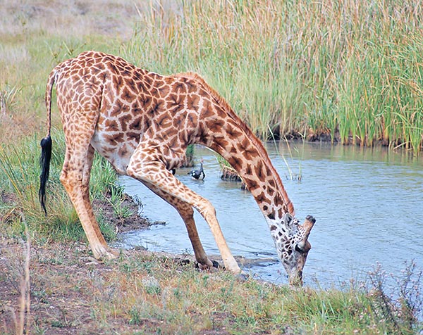 L'abbeverata è un momento a rischio per questa Giraffa camelopardalis tippelskirchi © Giuseppe Mazza