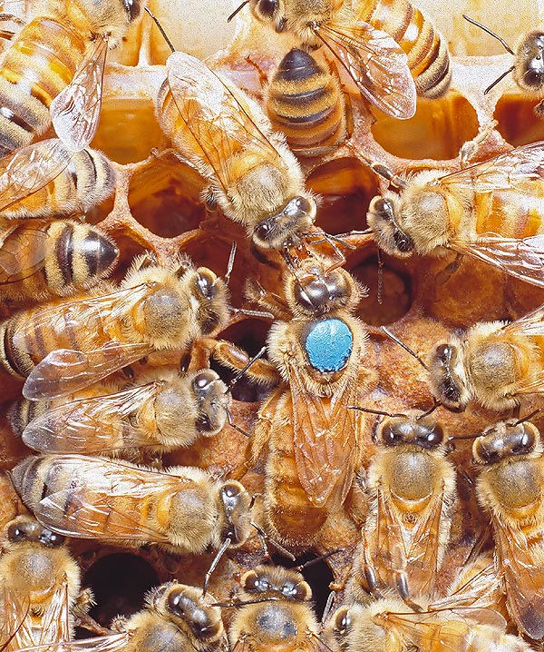 L’ape regina marcata in azzuzzo viene nutrita per trofallasi da un’operaia. Può vivere circa 4 anni, durata enorme nel vasto mondo degli insetti. Per riconoscerla subito nell’alveare viene marcata alla nascita dall'apicoltore con una vernice che asciuga all’istante. I colori ammessi sono cinque, con un preciso calendario internazionale. Così il 2010 e il 2015 è, come nella foto, l’anno dell’azzurro, il 2011 e il 2016 l'anno del bianco, il 2012 e il 2017 quello del giallo, il 2013 e 2018 del rosso, e il 2014 e 2019 del verde © Giuseppe Mazza