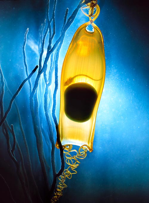 Les œufs de Scyliorhinus stellaris Scyliorhinus stellaris qui s'attachent en tombant sur les gorgones. Ici, en transparence, l'embryon et le jaune. L'incubation dure environ 9 mois.