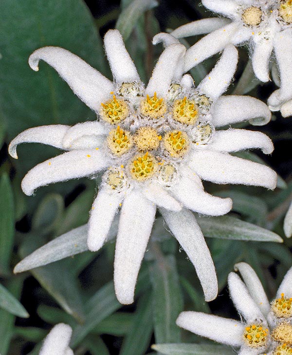 L'inflorescence de Leontopodium nivale est un capitule glomérulé avec des bractées laineuses © Giuseppe Mazza