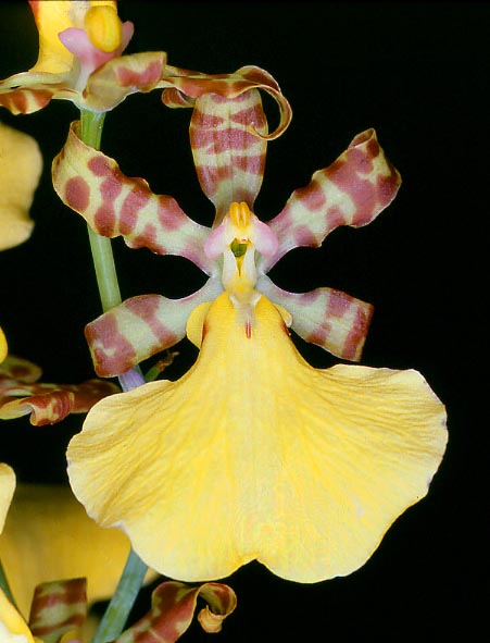Trichocentrum splendidum carries several 6-8 cm flowers © Giuseppe Mazza