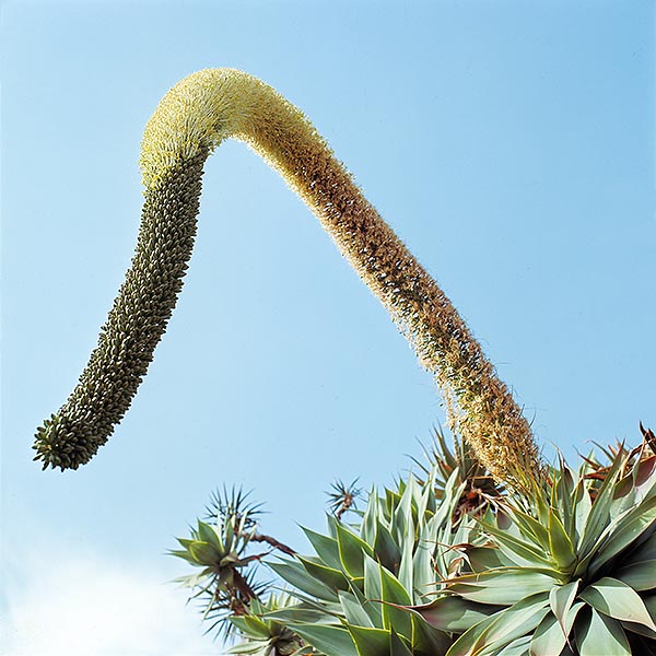 La spectaculaire inflorescence de l'Agave attenuata peut atteindre les 4 m de long © Giuseppe Mazza