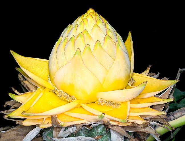 L'inflorescence de l'Ensete lasiocarpum évoque une très grande fleur de lotus avec des corolles protégées par des bractées jaunes. Plante herbacée, rhizomateuse et cespiteuse, dotée d’un pseudo-tronc d’environ 60 cm de haut © Giuseppe Mazza