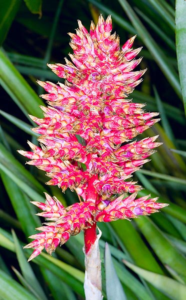 The inflorescence is a 26-30 cm long, compound raceme © Mazza