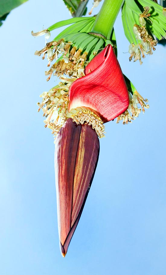Inflorescence aux fruits de 10-15 cm avec des graines globuleuses de 5-6 mm © Giuseppe Mazza