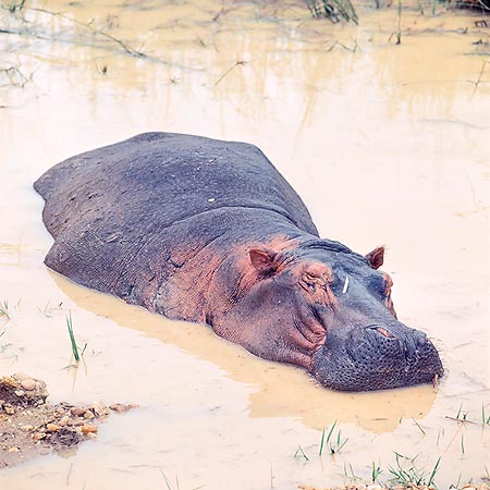  El hipopótamo se apacienta principalmente de noche © Giuseppe Mazza