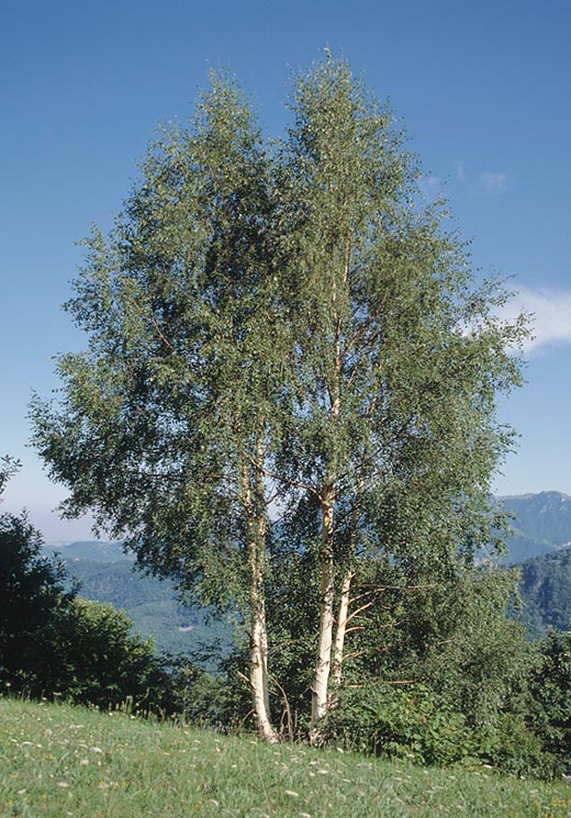 La Betula pendula alcanza 30 m de altura con un tronco de 60 cm de diámetro © Mazza