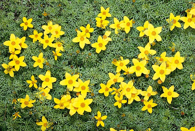 The Perennial Herbaceous Bidens Ferulifolia Is Native To Arizona Texas And Sonora Giuseppe Mazza