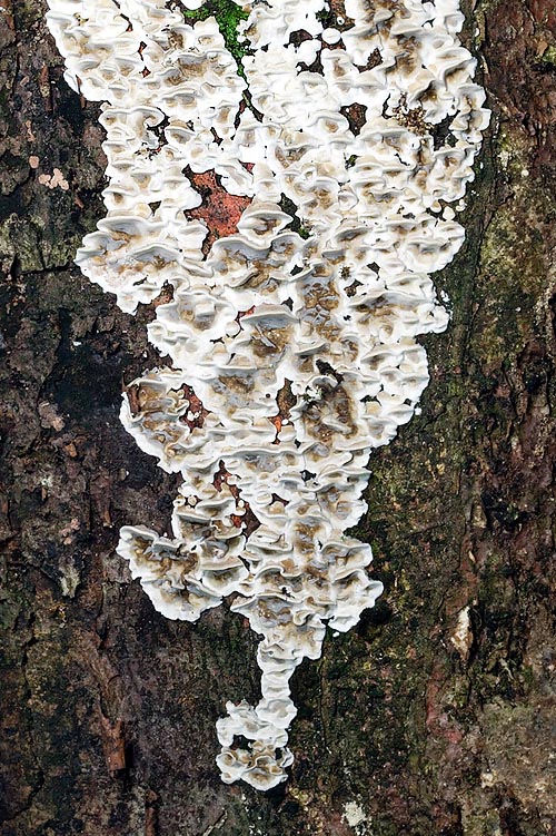 Bjerkandera adusta, Meruliaceae