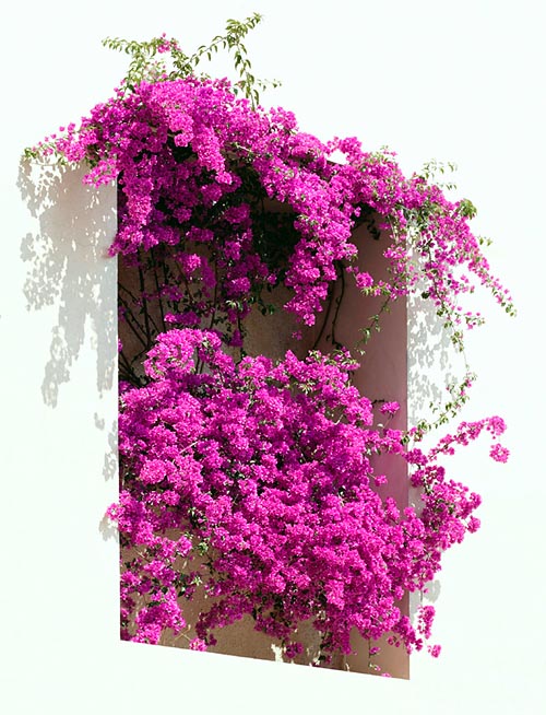 Bougainvillea glabra is cultivable in several ways, but needs the sun © Giuseppe Mazza