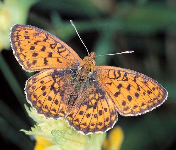 La Brenthis ino è una farfallina di 3-4 cm che ama le zone umide © Giuseppe Mazza