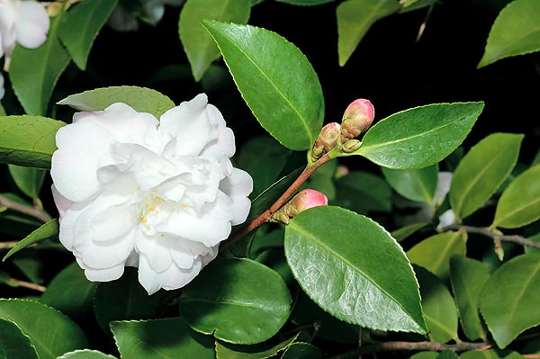 Camellia sasanqua est une plante japonaise sempervirente allant jusqu’à 5 m © Giuseppe Mazza