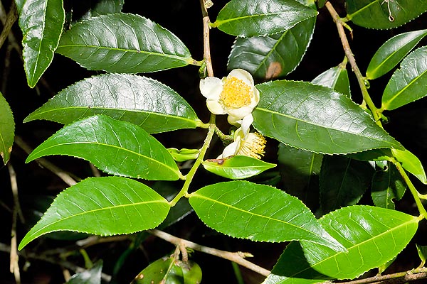 Le Camelia sinensis peut atteindre 12 m de haut, mais en culture on le maintient bas© Giuseppe Mazza