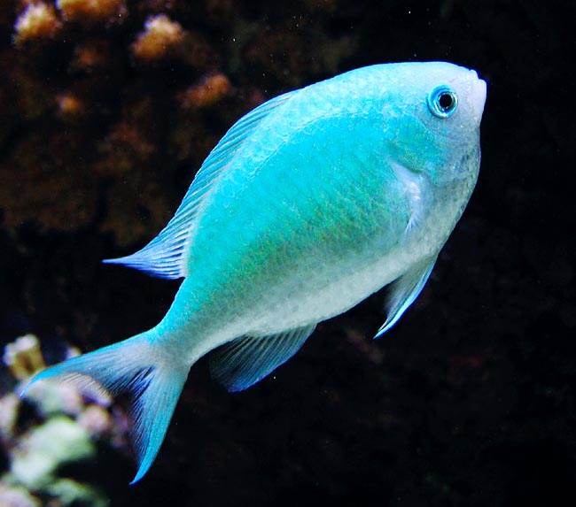 Chromis viridis, Pomacentridae, Damisela verde Chromis viridis, Pomacentridae, Damisela verde