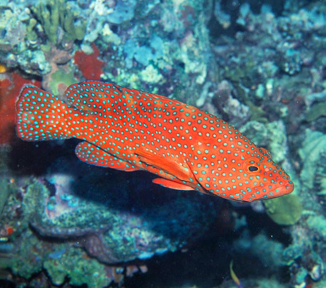 Cephalopholis miniata, Serranidae, Mero coral Cephalopholis miniata, Serranidae, Cherna roja, Mero coral
