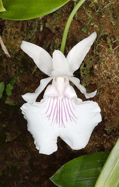 Cochleanthes amazonica flower may reach 9 cm and last one month © Giuseppe Mazza