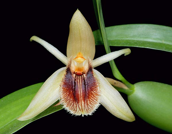 Coelogyne fimbriata is a long flowering tropical epiphyte, cultivable also indoor © Giuseppe Mazza