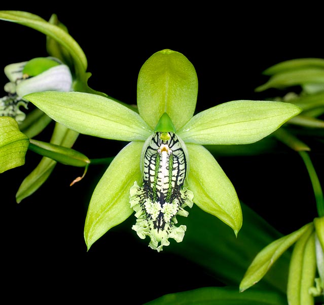La Coelogyne mayeriana asombrapor la belleza de sus flores verde esmeralda. Perfume de limón © G. Mazza