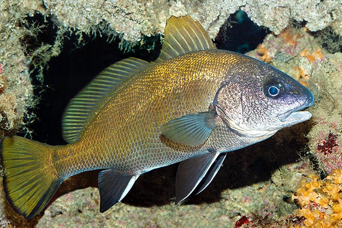 Brown meagre (Sciaena umbra) lives in shallow waters and loves dark grottoes © Giuseppe Mazza