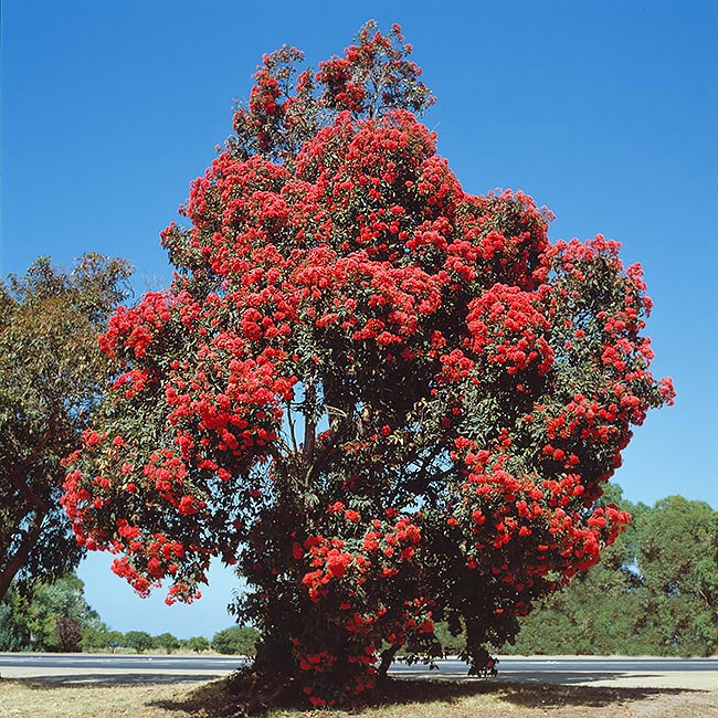 La Corymbia ficifolia est un spectaculaire arbre sempervirent australien haut de 12 m © Giuseppe Mazza