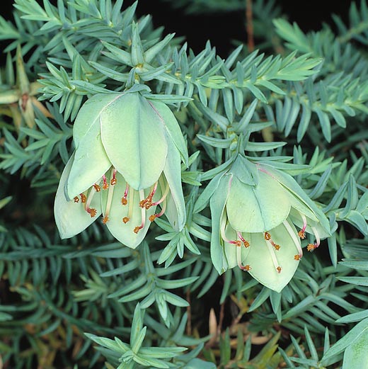 The Darwinia carnea is an Australian shrub at high risk of extinction © Giuseppe Mazza