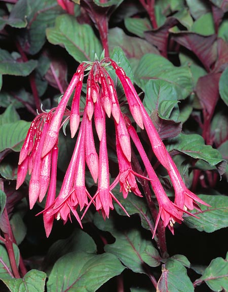 Fuchsia corymbiflora is easy to till but fears the cold © Giuseppe Mazza