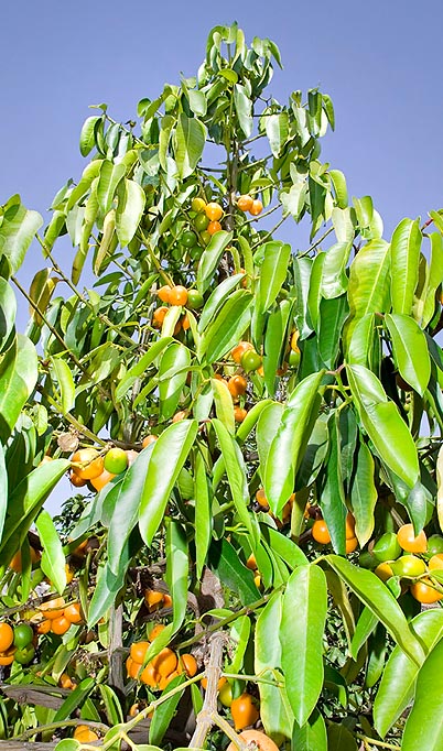 La Garcinia xanthochymus est un petit arbre pyramidal de 10 m © Giuseppe Mazza