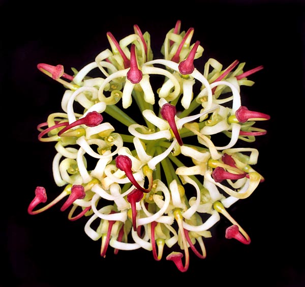La Grevillea gordoniana est un arbuste de 2,5 à 7 m aux extraordinaires inflorescences sous-globuleuses © Giuseppe Mazza