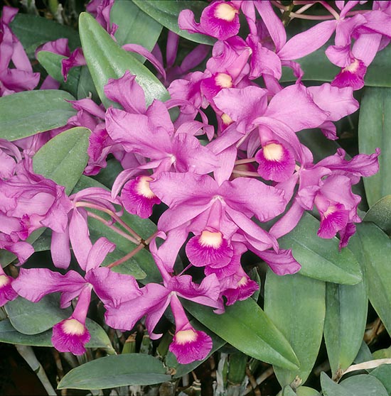 Guarianthe skinneri is Costa Rica national flower. Caespitose with 6 cm petals © Giuseppe Mazza