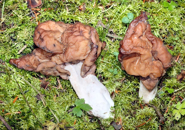 La Gyromitra infula è un fungo dall’odore e dal sapore gradevole, ma tossico © Giuseppe Mazza