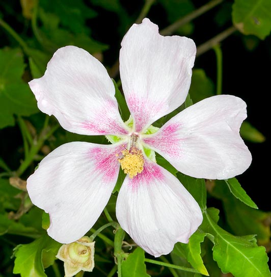 Lavatera acerifolia is a little cultivated shrub, endemic to the Canaries © Giuseppe Mazza