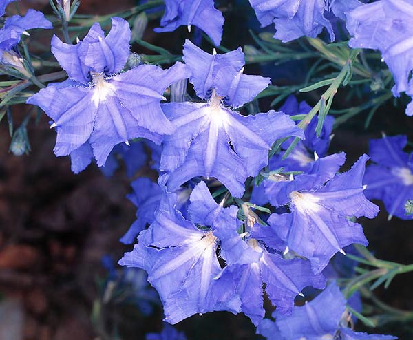 La Lechenaultia biloba est un petit arbuste australien aux fleurs bleues insolites © Giuseppe Mazza