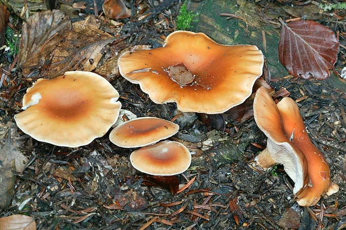 Lepsta flaccida grows in summer and autumn in conifers and broad-leaves woods © Giuseppe Mazza