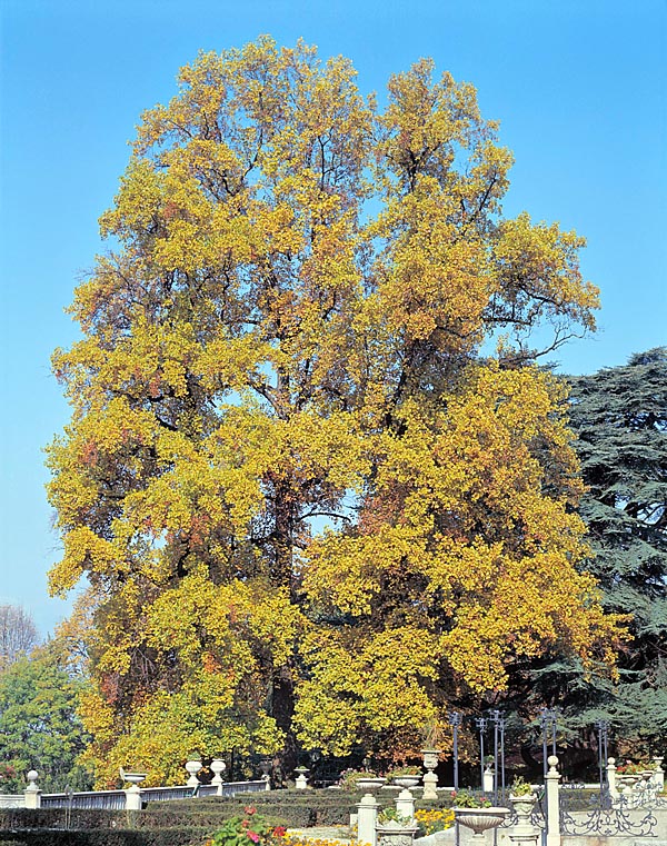 Liriodendron tulipifera grows fast and attains 50 m of height with 2 m trunk © Giuseppe Mazza