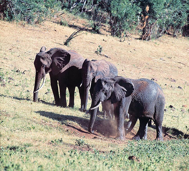Loxodonta africana, Elephantidae, elefante africano