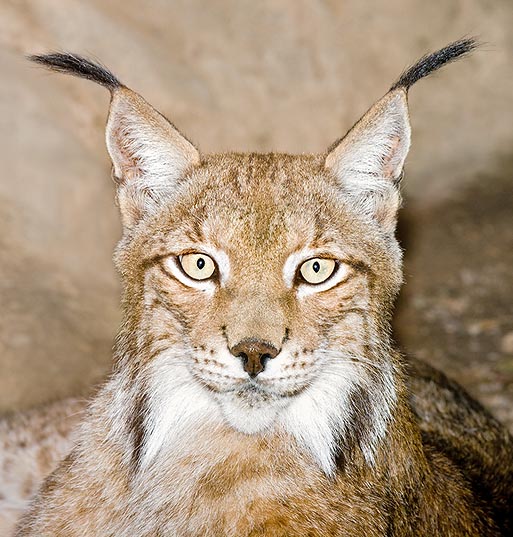 The Lynx lynx is identified at once due to the tufts of rigid hairs on the ears © G. Mazza