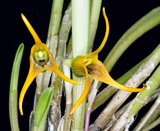 Madesvallia rigens is a caespitose epiphyte with odd malodorous small flowers © Giuseppe Mazza