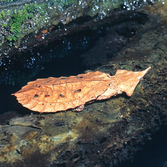 The Matamata (Chelus fimbriatus) looks like a floating dead leaf © Giuseppe Mazza
