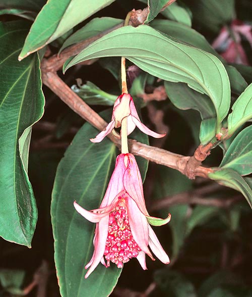 Medinilla magnifica est un arbuste épiphyte mesurant jusqu’à 2 m de haut © G. Mazza