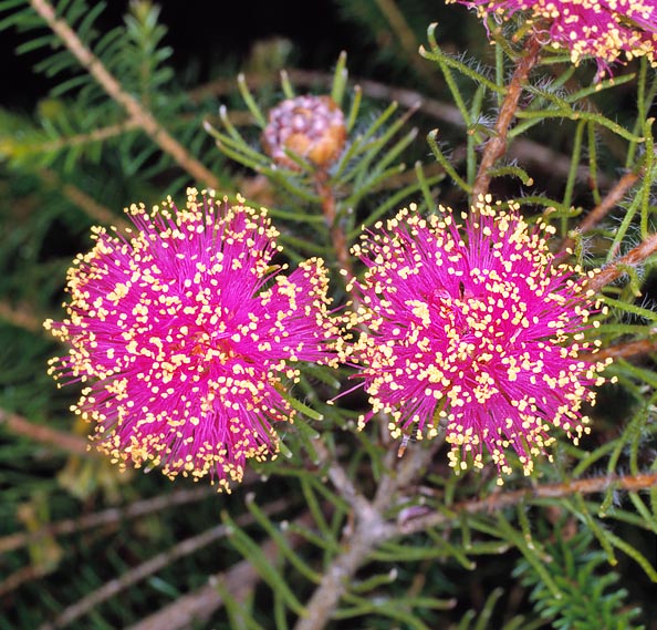 La Melaleuca trichophylla est un arbuste australien à la vocation horticole méditerranéenne © G. Mazza