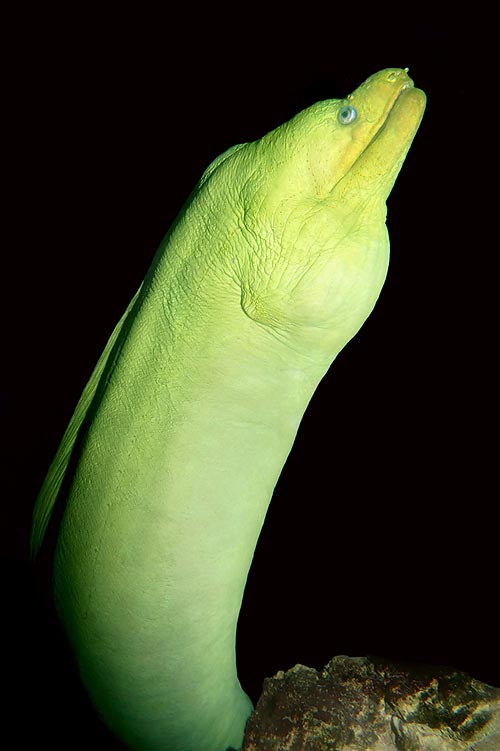 La Morena verde (Gymnothorax funebris) alcanza los 2,5 m y 29 kg © Giuseppe Mazza