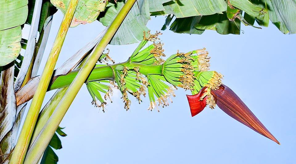 La Musa acuminata es originaria de las forestas húmedas y de las zonas pantanosas del Sudeste asiático donde alcanza los 4 m de altura © Giuseppe Mazza