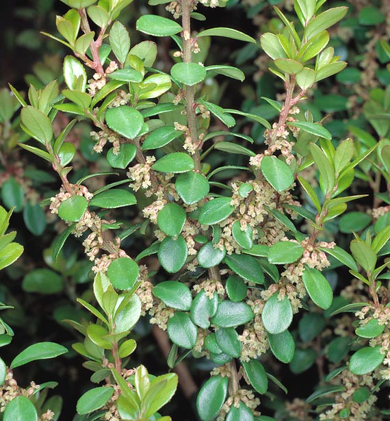 Myrsine africana is a dioecious shrub not exceeding 150 cm. Ornamental and medicinal © G. Mazza