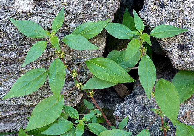 Parietaria officinalis, Urticaceae, Pellitory of the wall