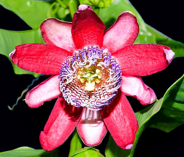 La Passiflora alata es una trepadora tropical muy florífera con frutos comestibles © Giuseppe Mazza
