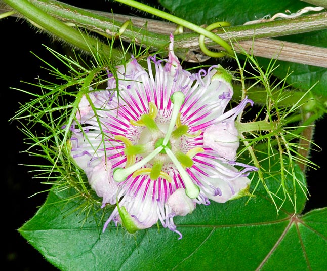 La Passiflora foetida es una trepadora tropical con flores de 2-5 cm y frutos comestibles © Giuseppe Mazza